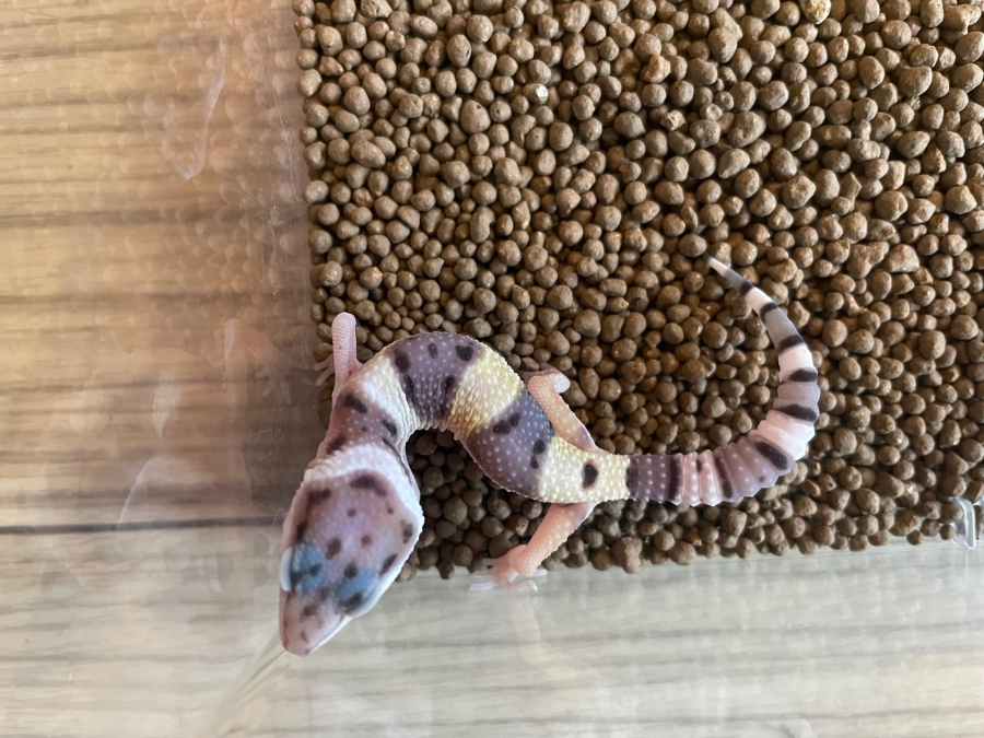 ヒョウモントカゲモドキハイイエロー いきもの商店くすくす くすくす