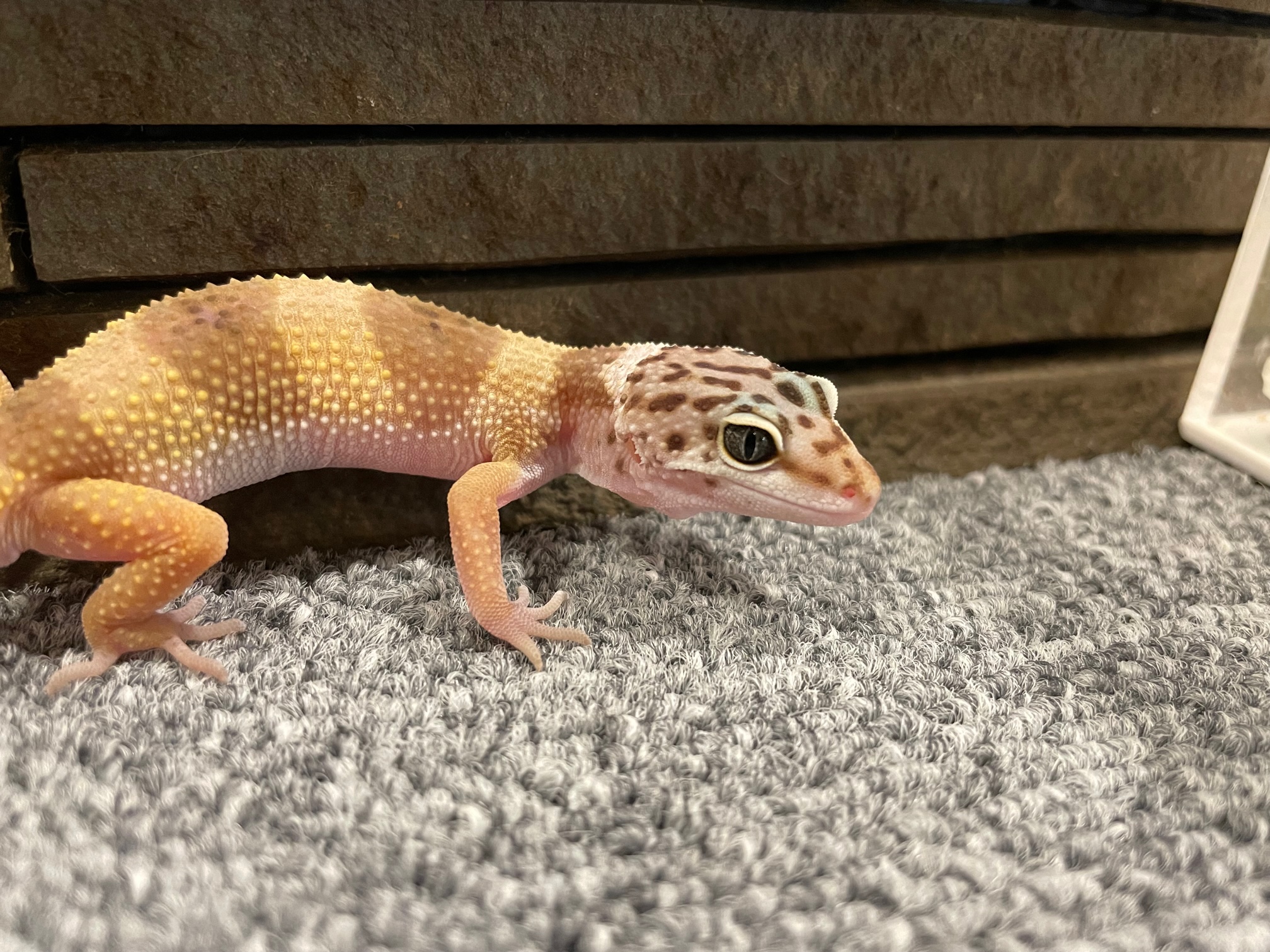 ハイイエロー レオパのあみぐるみ ヒョウモントカゲモドキハイイエロー