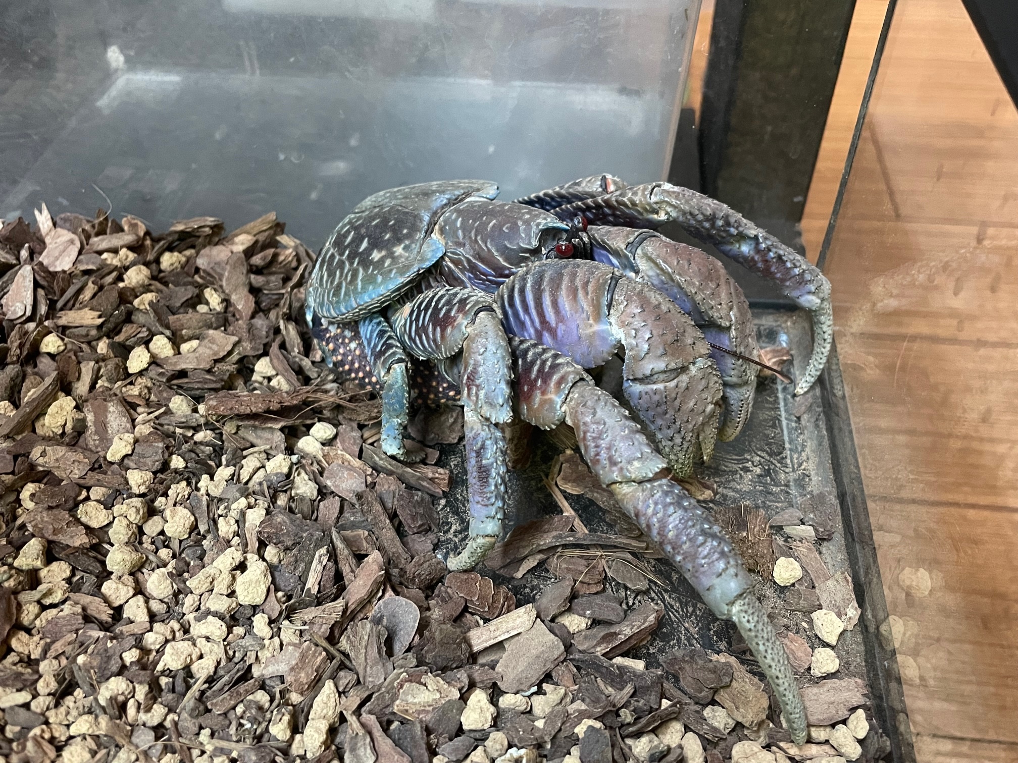 ヤシガニ　剥製　本物 ヤシガニ｜いきもの商店くすくす - くすくす