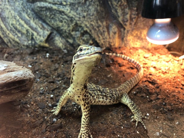 The Behavioral Ecology of the Komodo Monitor - 生物学
