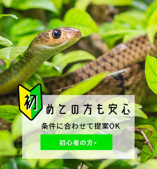 いきもの商店くすくす 爬虫類専門店 くすくす いきもの商店くすくす 爬虫類専門店 くすくす